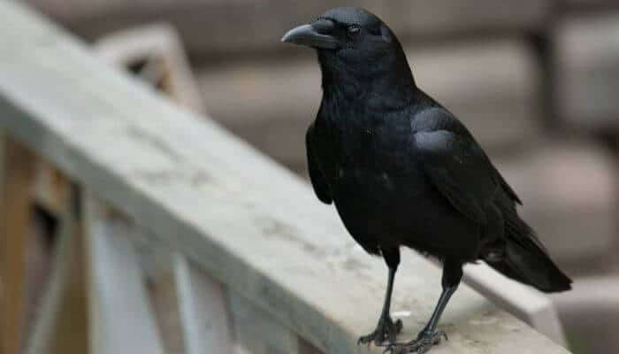 a crow