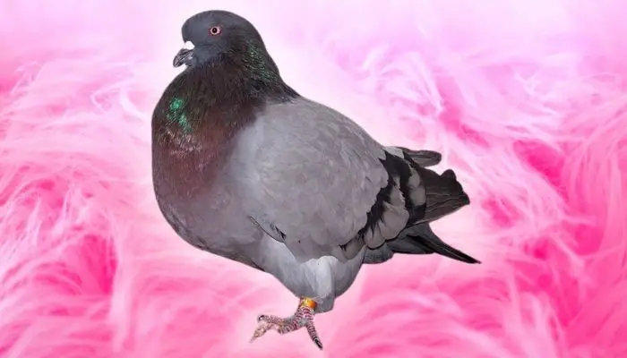a giant runt pigeon