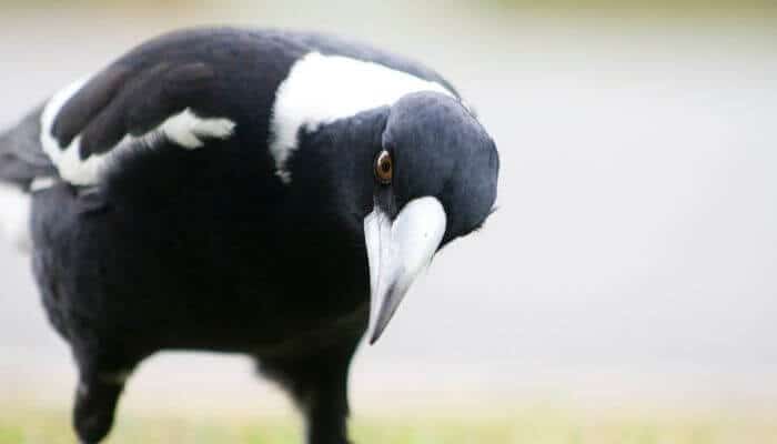 a magpie