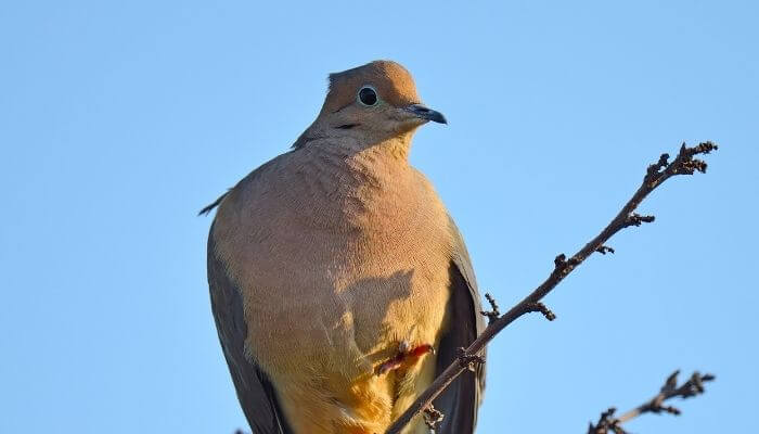 a mourning dove