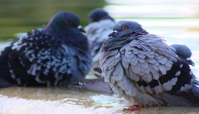 bathing and moulting