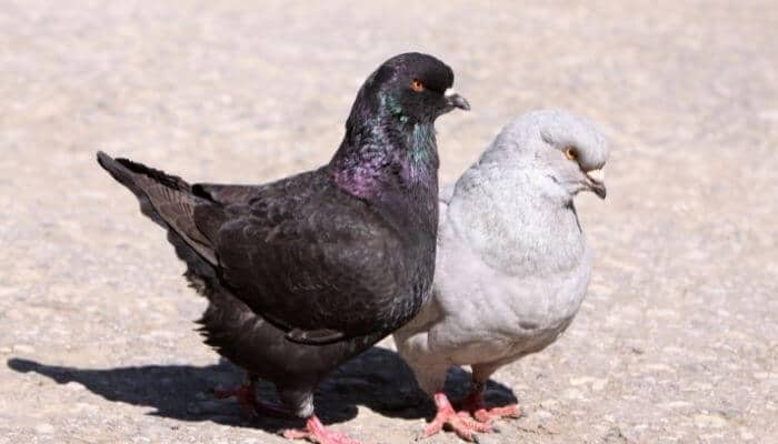 breeding modena pigeons