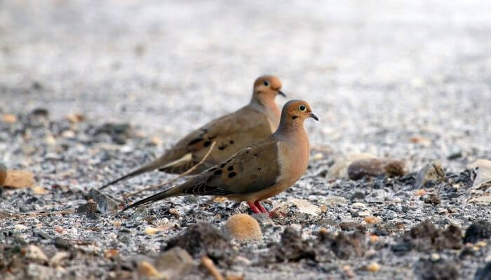 breeding pair of mourning doves