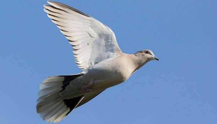 collared dove in flight