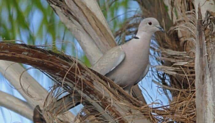 collared dove in tree