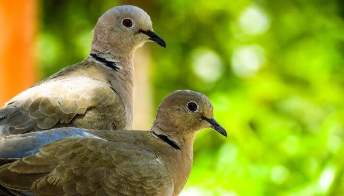 collared doves breeding pair