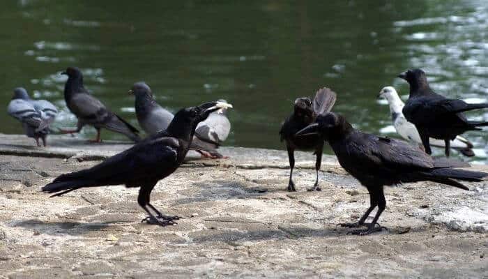 crow and pigeons