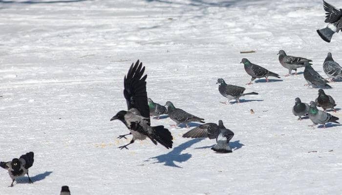 crow with pigeons