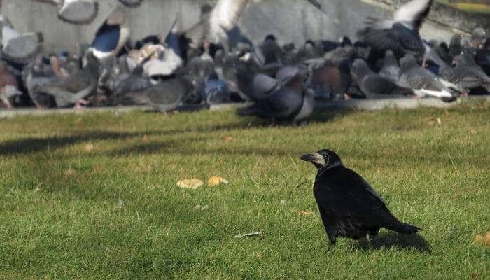 Do Crows Eat Pigeons? – Pigeonpedia