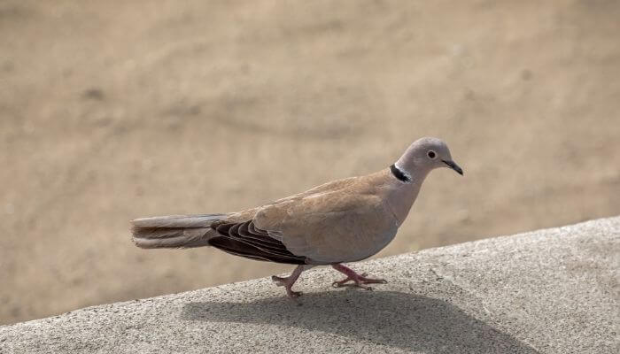 eurasian collared dove