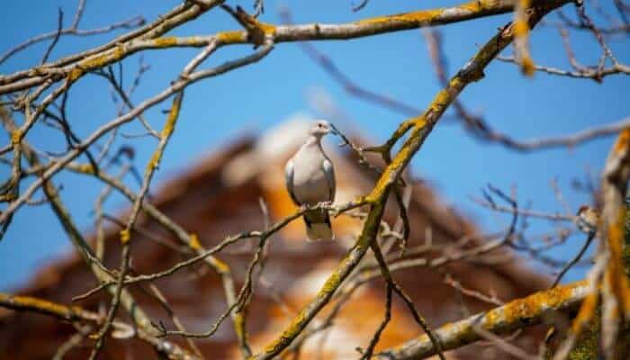 eurasian collared doves are an invasive species