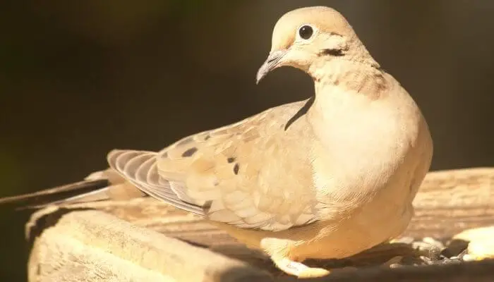 female mourning dove
