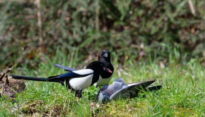 magpie eating pigeon