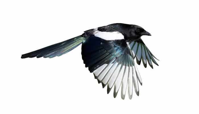 magpie