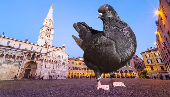 modena pigeon breed guide