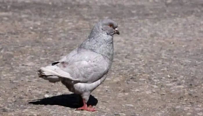 modena pigeon