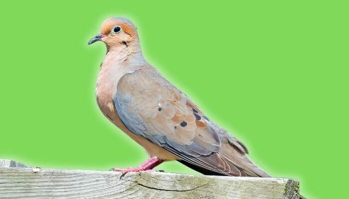 mourning dove breed guide