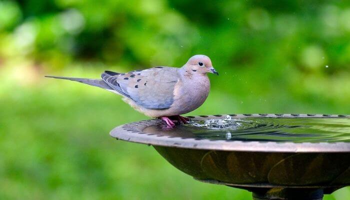 mourning dove having a drink