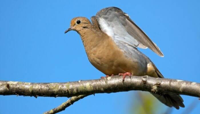 mourning dove