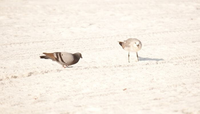 pigeon and seagull on beach