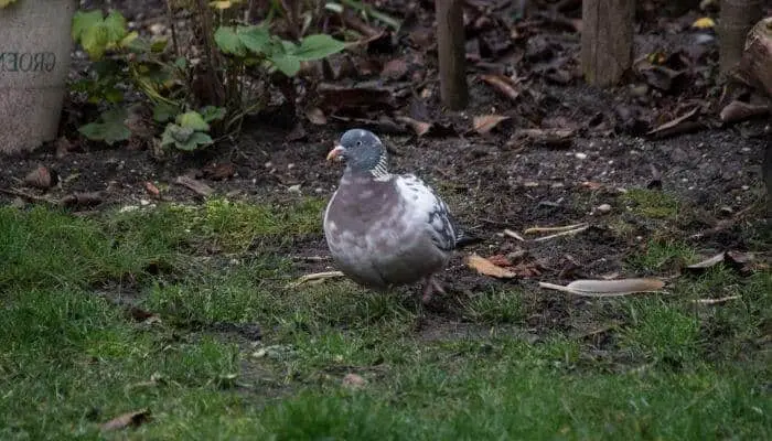 pigeon moulting