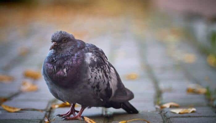 pigeon with old moult