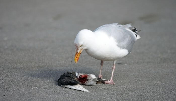 seagul eating pigeon