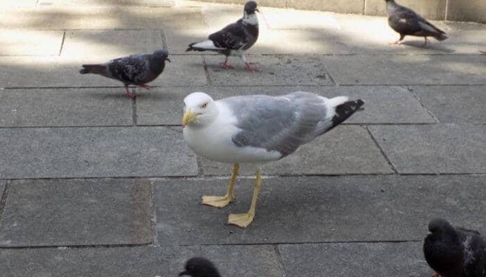 seagull amongst pigeons