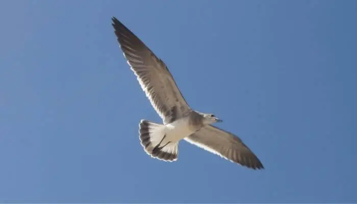seagull wingspan