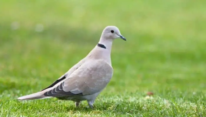 the eurasian collared dove