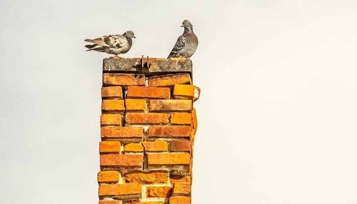 How Long for a Bird Stuck in a Chimney to Die