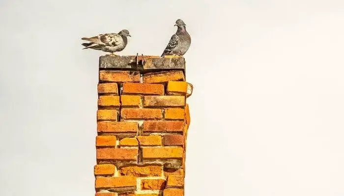 How Long For A Bird Stuck In A Chimney To Die? – Pigeonpedia
