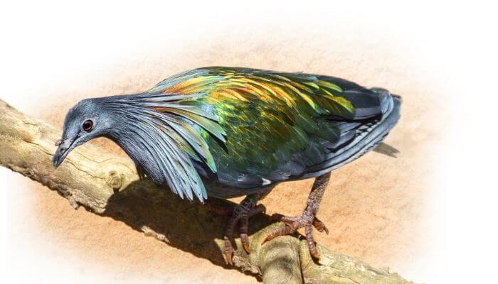 a nicobar pigeon