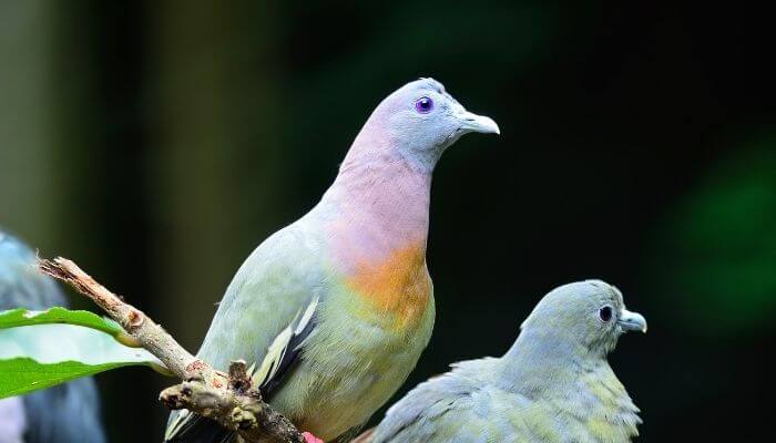 a rainbow pigeon