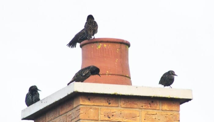 birds on chimney