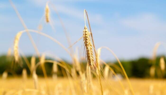 cornfields are a good place to hunt doves