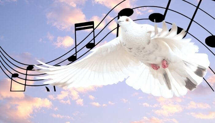 do doves sing