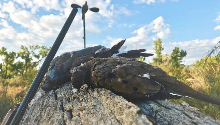 dove hunting