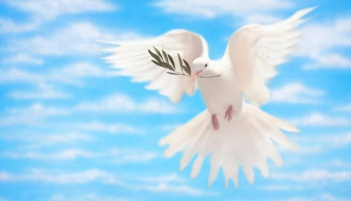 dove-with-olive-branch-meaning-symbolism-i-thebirdpedia