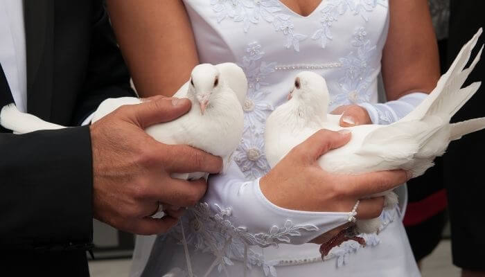 dove releases are common at weddings