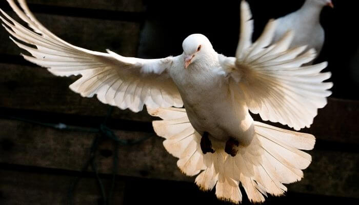 doves are poorly equipped to survive