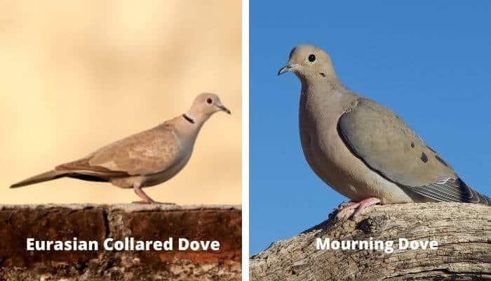 eurasian collared dove vs mourning dove 2