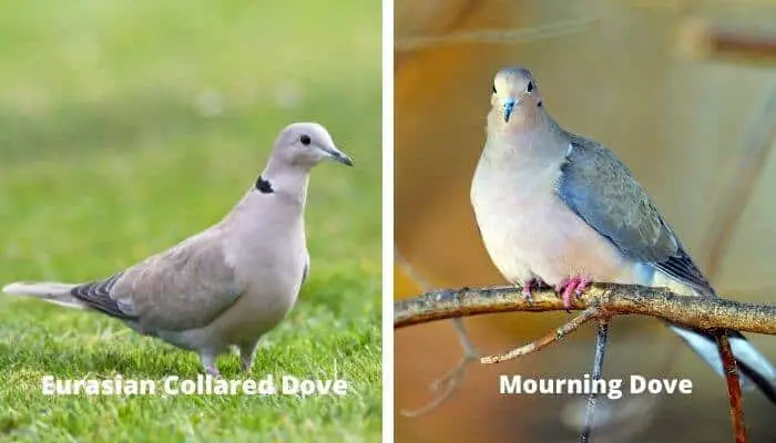 eurasian collared dove vs mourning dove 3