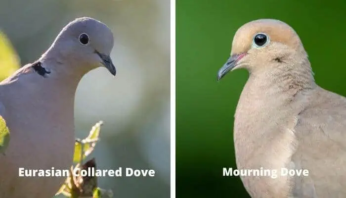 eurasian collared dove vs mourning dove 4