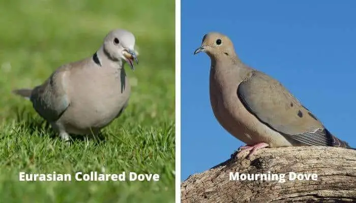 eurasian collared dove vs mourning dove