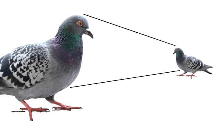 how big is a pigeon