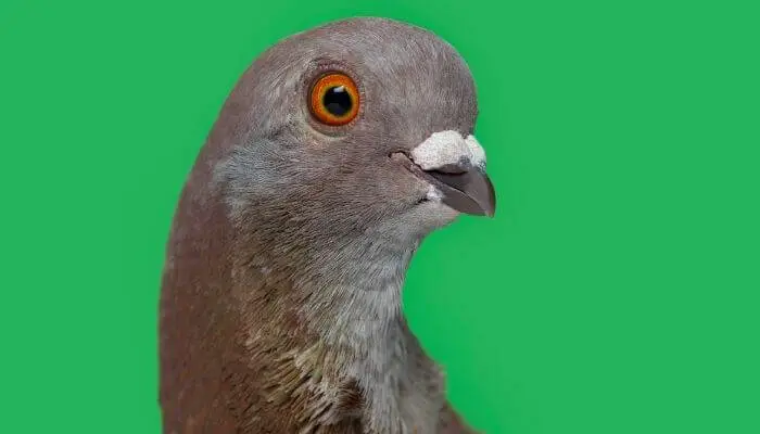 italian owl pigeon head