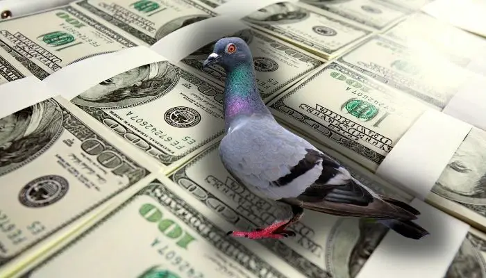 the-world-s-most-expensive-pigeon-new-kim-cost-1-900-000-pigeonpedia