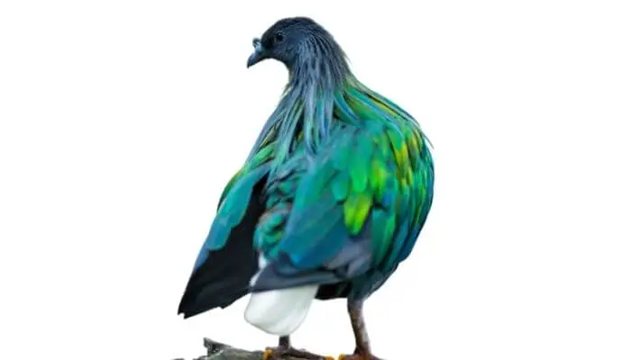 nicobar pigeon appearance