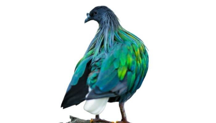 nicobar pigeon appearance